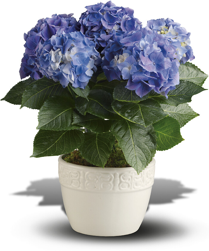 Happy Hydrangea - Blue